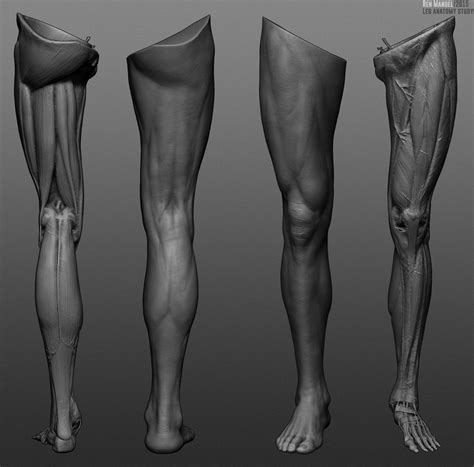 Leg reference photo. Things To Know About Leg reference photo. 